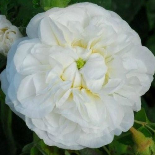 Vendita, rose rose damascene - bianco - Rosa Botzaris - rosa intensamente profumata - M. Robert - Una combinazione di forte fragranza damascata e decorativi fiori bianchi cremosi.